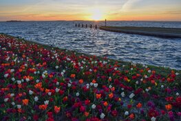 Tulpeiland en Tulpenroute Flevoland zijn er klaar voor  7e editie binnenkort van start!