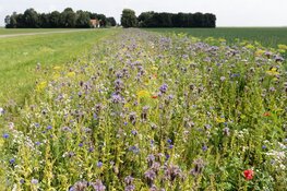 Flevoland versterkt komende jaren de biodiversiteit