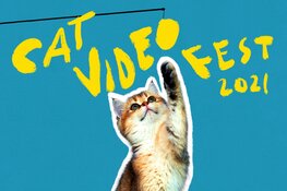 De Meerpaal steunt het goede doel met nieuwste kattenfilm