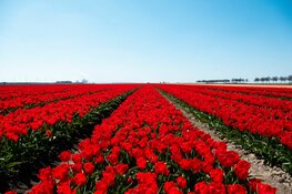 Flevoland gaat weer uit zijn bol! Tijdens Tulpenroute Flevoland van 16 april t/m 7 mei 2022