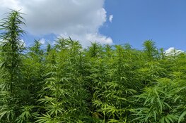 Open dag teeltlocatie vezelhennep Flevoland