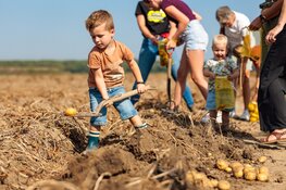 Van bodem tot bord: de Nationale Aardappelrooidag leert je alle ins en outs over de pieper