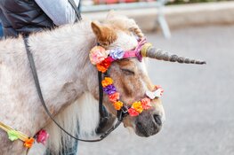 Week van het Aangepast Sporten: wandelen en pony’s versieren