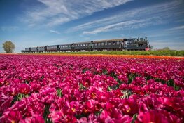 Stoomtrams vertrekken eerder naar de Tulpen