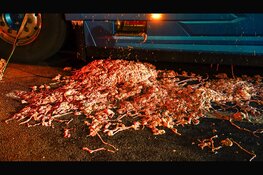 Vrachtwagen verliest lading slachtafval op N307