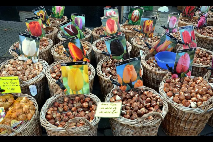 Bloeiende cirkels in Biddinghuizen, Dronten en Swifterbant